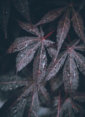 Wall Mural - Closeup shot of raindrops on leaves of plants in the forest