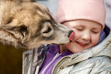 Siberian Husky puppy licking little girl face, happy friendship of dog and little child, cute Husky dog kissing smiling child. Happy smiling girl and dog sweet hugs on autumn outdoor