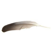 A Single Black Or Dark Feather