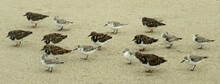 A Flock Of Sanderlings And Ruddy Turnstone Birds Resting In The Sand At Cocoa Beach On The Atlantic Coast Of Eastern Florida