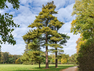 Old high pines growing on glade edge in autumn park