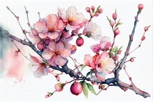 Watercolor Illustration Of Cherry Blossoms, A Branch With Pink Flowers, Illustration With Flower Petal