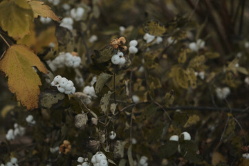 Wall Mural - In late autumn, white berries on a bare bush Symphoricarpos albus genus of deciduous shrubs, Honeysuckle family Caprifoliaceae