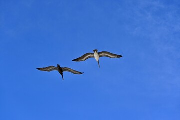 Sticker - Birds flying high against a blue sky on a sunny day