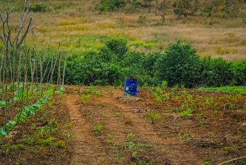 Wall Mural - Cultivated land in rural Venezuela