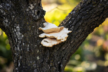 Tree Fungus In Autumn Forest. Natural Light.