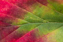 Abstract Seamless Close Up Macro Of Red And Green Leaf In Autumn