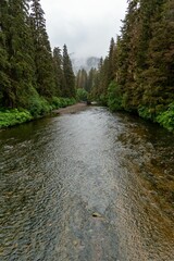 Poster - Shiny narrow river between green trees and foggy sky on the horizon, vertical shot