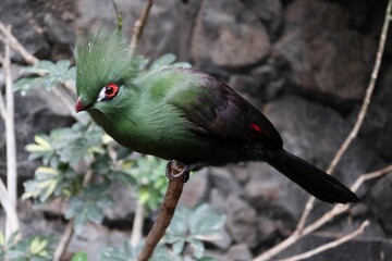 Wall Mural - Closeup of a turaco on a branch