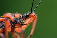 Assassin Bug Rhinocoris Sp. , Face Close-up