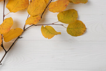 Sticker - Branch with autumn leaves on white wooden table, top view. Space for text