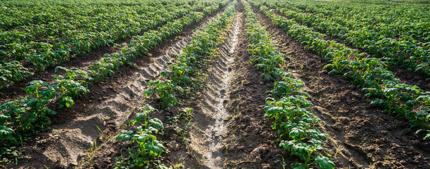 Wall Mural - potato plant in the field.