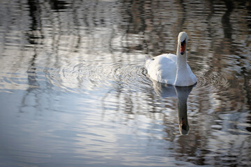 Canvas Print - Swan