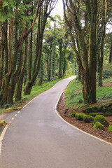 Wall Mural - Road in a forest surrounded by old trees