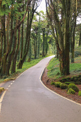 Sticker - Road in a forest surrounded by old trees