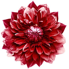 Wall Mural - Red   dahlia. Flower on  isolated background with clipping path.  For design.  Closeup.  Transparent background.   Nature.