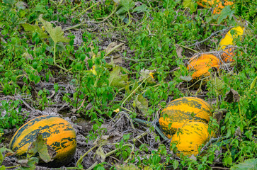 Canvas Print - Yellow ripe pumpkins in the field /