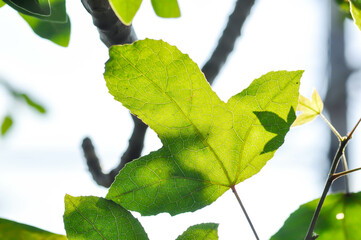 maple leaf, maple leaves or green leaf or acer saccharum marsh