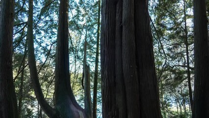 Wall Mural - a view upwards from the base of a giant redwood sequoia tree (Sequoiadendron giganteum)