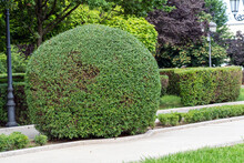 Deciduous Bush Of Privet Trimmed In Shape Of Sphere Privet Hedge Beautiful Round Bush At City Park.