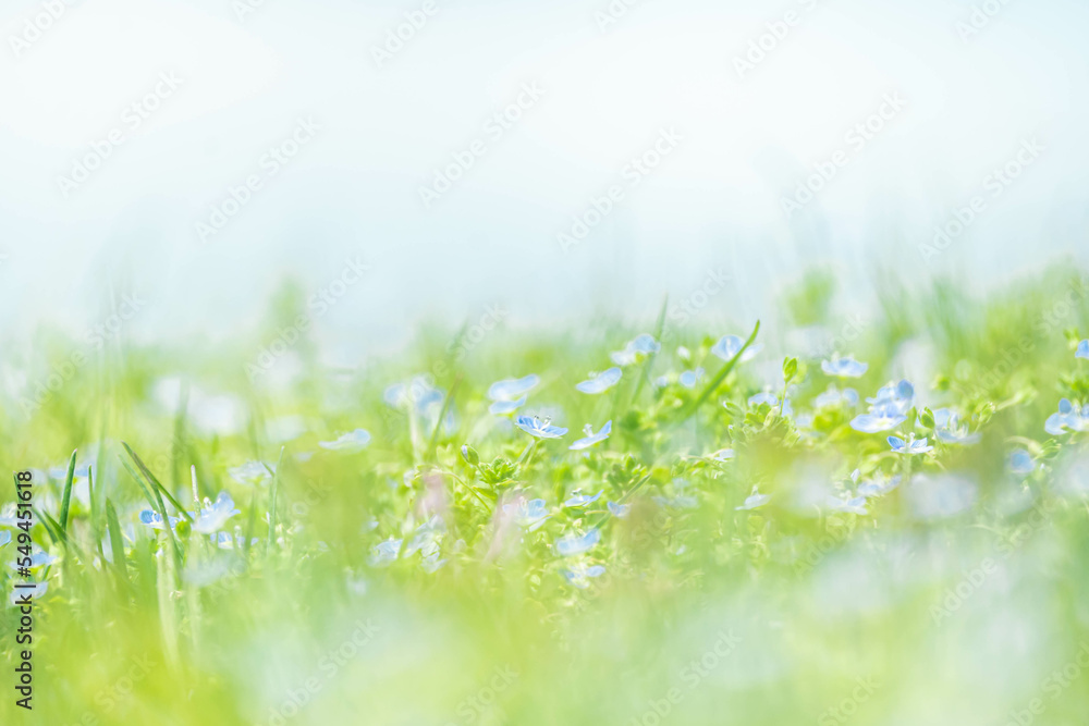 春の草原に咲く小さな花たち の Stock フォト | Adobe Stock