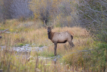 Wall Mural - Young Bull Elk in Autumn in Wyoming