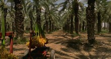 Clusters Of Fresh Picked Dates Hanging On A Rig In A Date Palm Tree Plantation