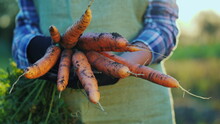 Farmer's Hands Are Holding A Few Carrots. Organic Products From The Field