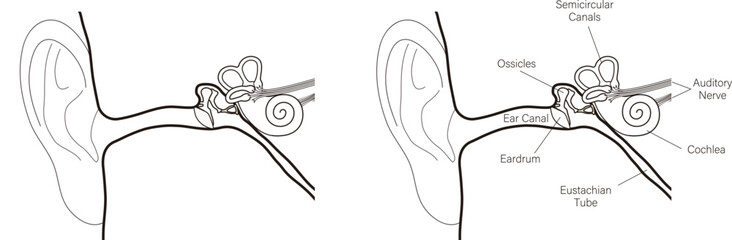 ear anatomy vector illustration, simple black line