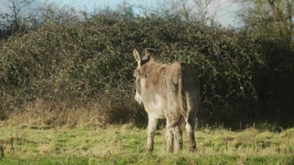 Sticker - Donkey walking on a field during a sunny day