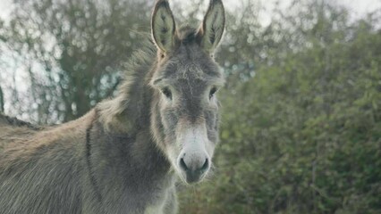 Poster - Selective focus of a donkey on a field against a blurred background