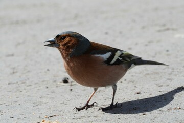 Wall Mural - Closeup of a brown Common chaffinch bird standing on the ground under the sunlight