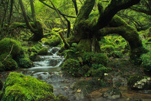 Enchanted Forest Of Asturias With Crooked Trees And River

