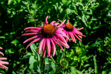 Two delicate pink echinacea flowers in soft focus in an organic herbs garden in a sunny summer day.