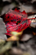 czerwony jesienny liść
