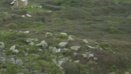 Canvas Print - Seagull flying above the green rocky shore.