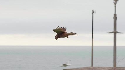 Wall Mural - Common kestrel hovering in the air. Falco tinnunculus.