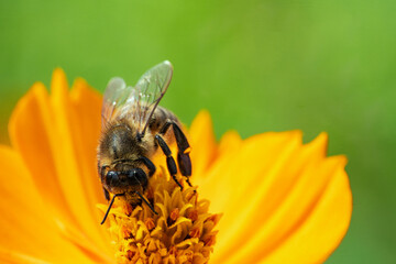 A bee on a flower collects nectar