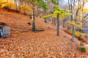 Wall Mural - Brown and orange late fall foliage, over the hills surrounding the Orta Lake, a small glacier lake in Northern Italy (Piedmont, Novara Province).