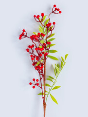 Wall Mural - Autumn oak and rowan branches with red berries on blue background.