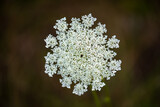 Fototapeta Pomosty - Daucus carota flower