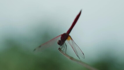 Poster - Closeup shot of a red dragonfly on the narrow branch