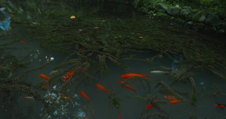 Wall Mural - Goldfish Of Common Breed Or Hibuna In Chinese In Habitat Nature Pond. Common Goldfish Is A Breed Of Goldfish With No Other Differences From Its Living Ancestor, Prussian Carp.