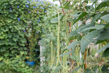 Cowpea plants in growth at vegetable garden