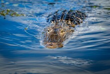 Dangerous American Alligator Swimming In The Water