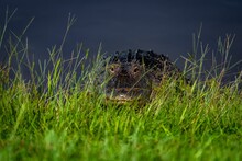 American Alligator At The Green Shore Of A River