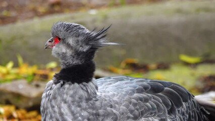 Canvas Print - sleeping southern screamer (chauna torquata) wakes up and turns his head away