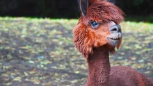 Portrait Of A Sheared Brown Alpaca On A Blurred Background