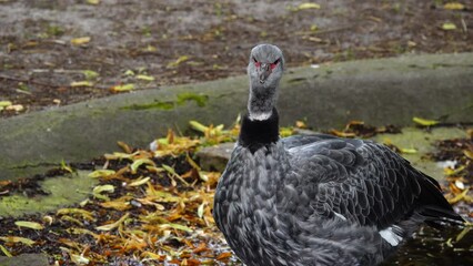 Sticker - scream southern screamer (chauna torquata). naural sound