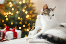 Cute Cat Relaxing On Cozy Bed On Background Of Christmas Tree With Golden Lights. Pet And Winter Holidays. Adorable Funny Kitty Lying On Soft Bed In Festive Decorated Room. Merry Christmas!